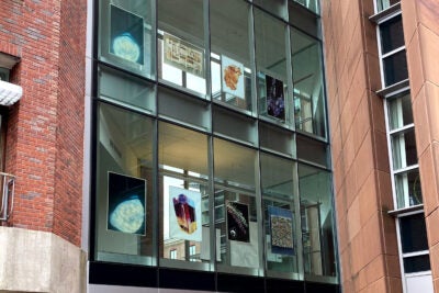 Artwork in the windows of Harvard buildings.