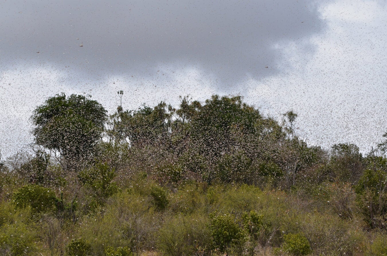 Swarm of locusts.