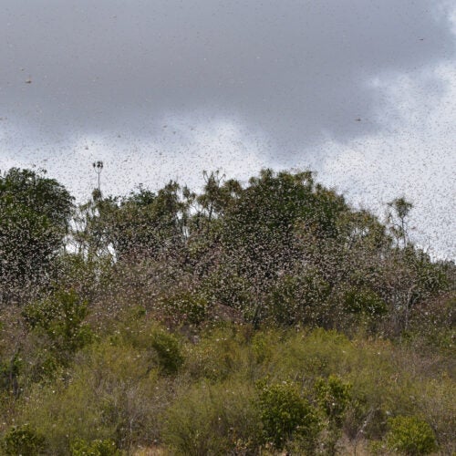 Locusts filling the sky.