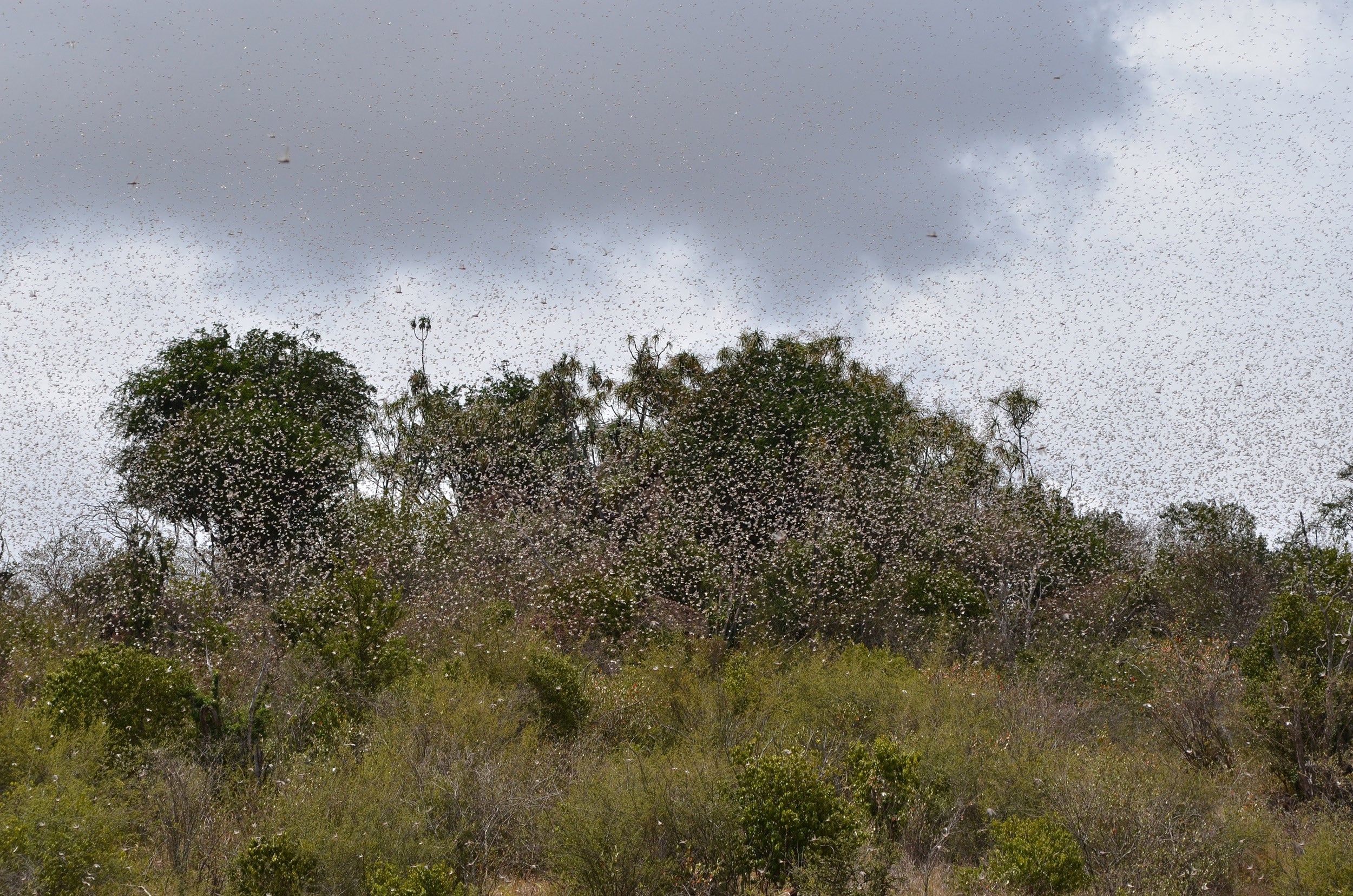 Locusts filling the sky.