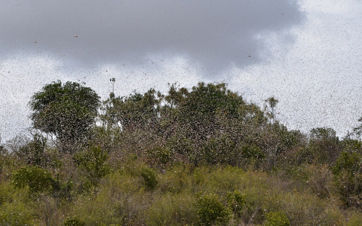 Locusts filling the sky.