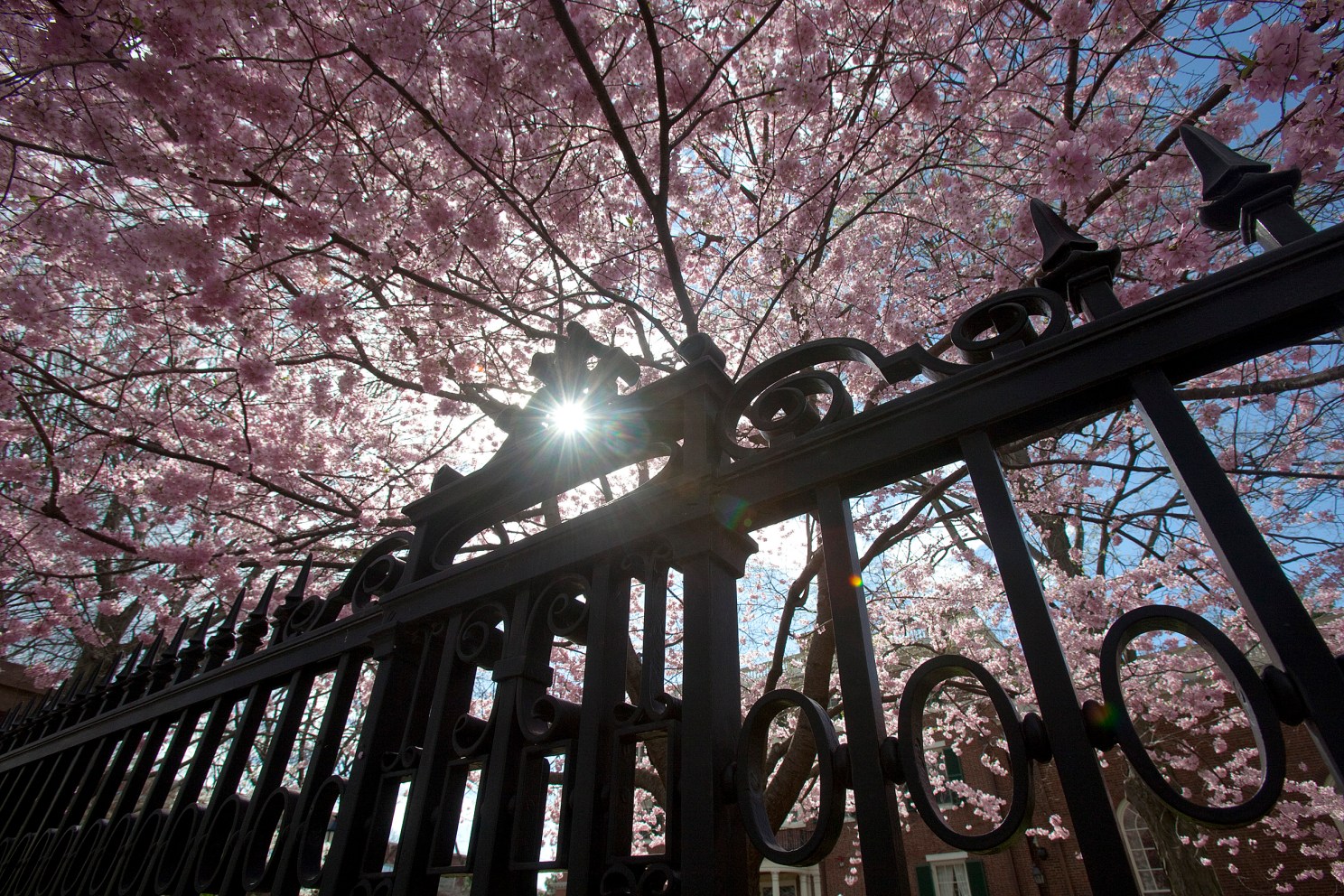 Cherry tree blossoms.