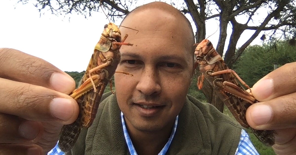 Researchers investigate a plague of locusts in East Africa – Harvard Gazette