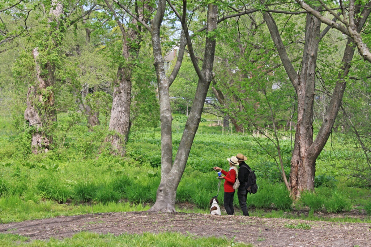 Visitors at Meadow Road in the Arnold Arboretum.