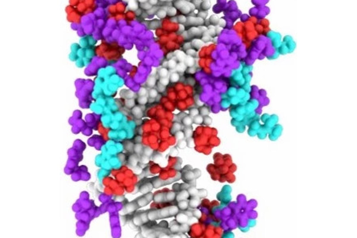IL-siRNA molecular dynamic simulation.