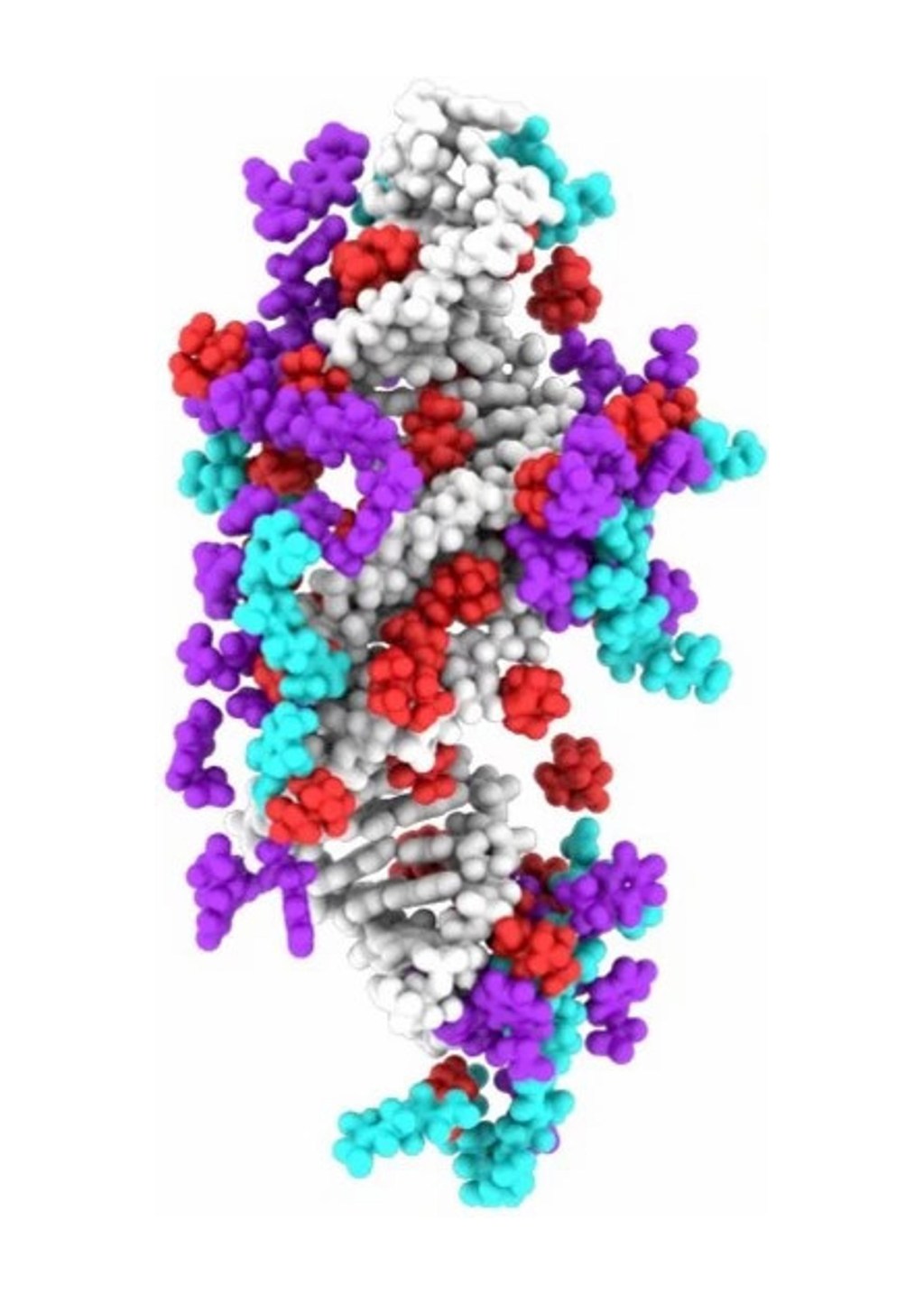 IL-siRNA molecular dynamic simulation.