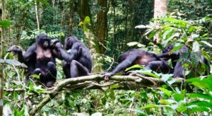 Bonobos together on a limb.