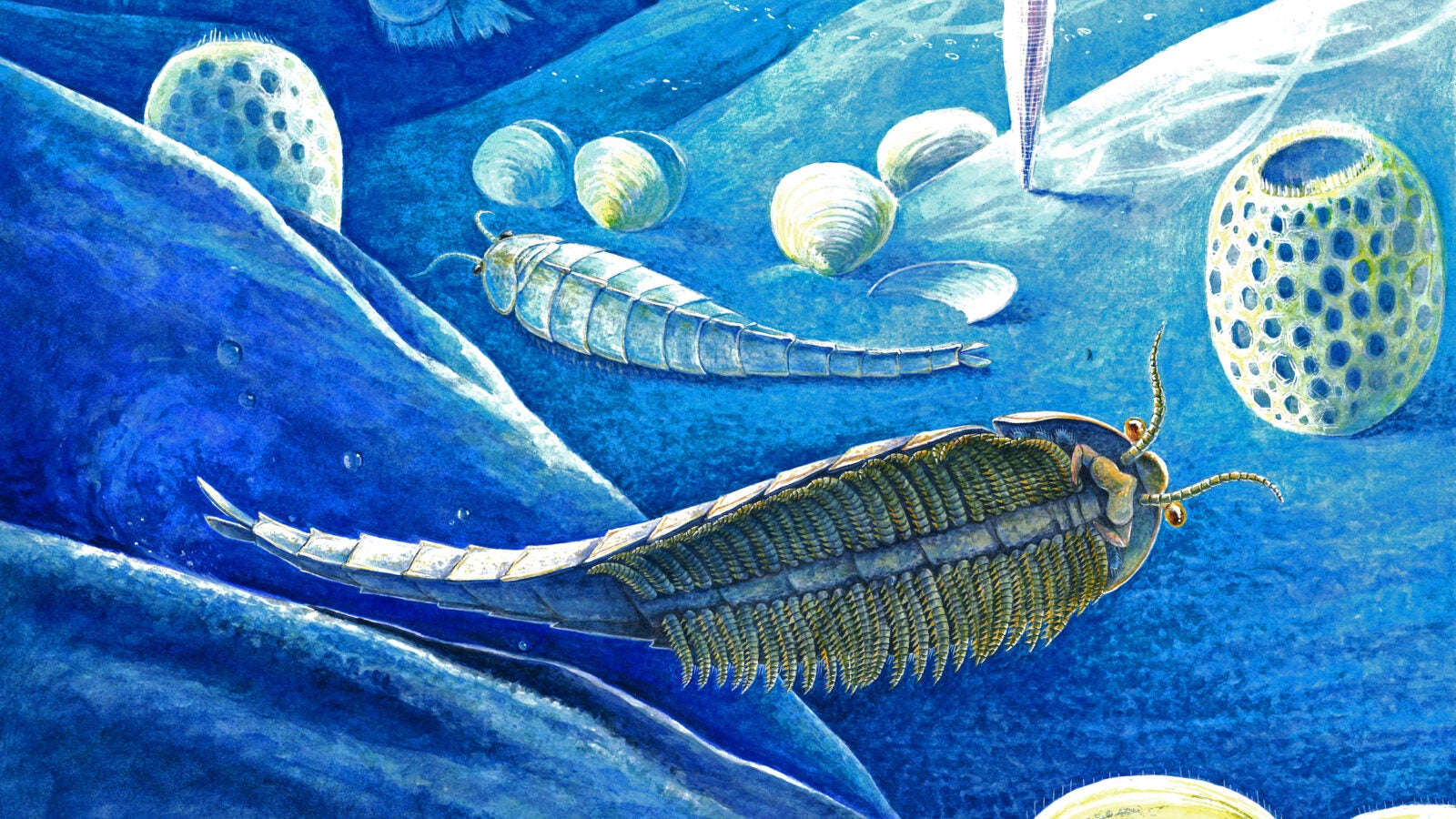Cambrian illustration.
