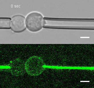 Cellular tug of war. A micropipette assay measures adhesion force between two cells.