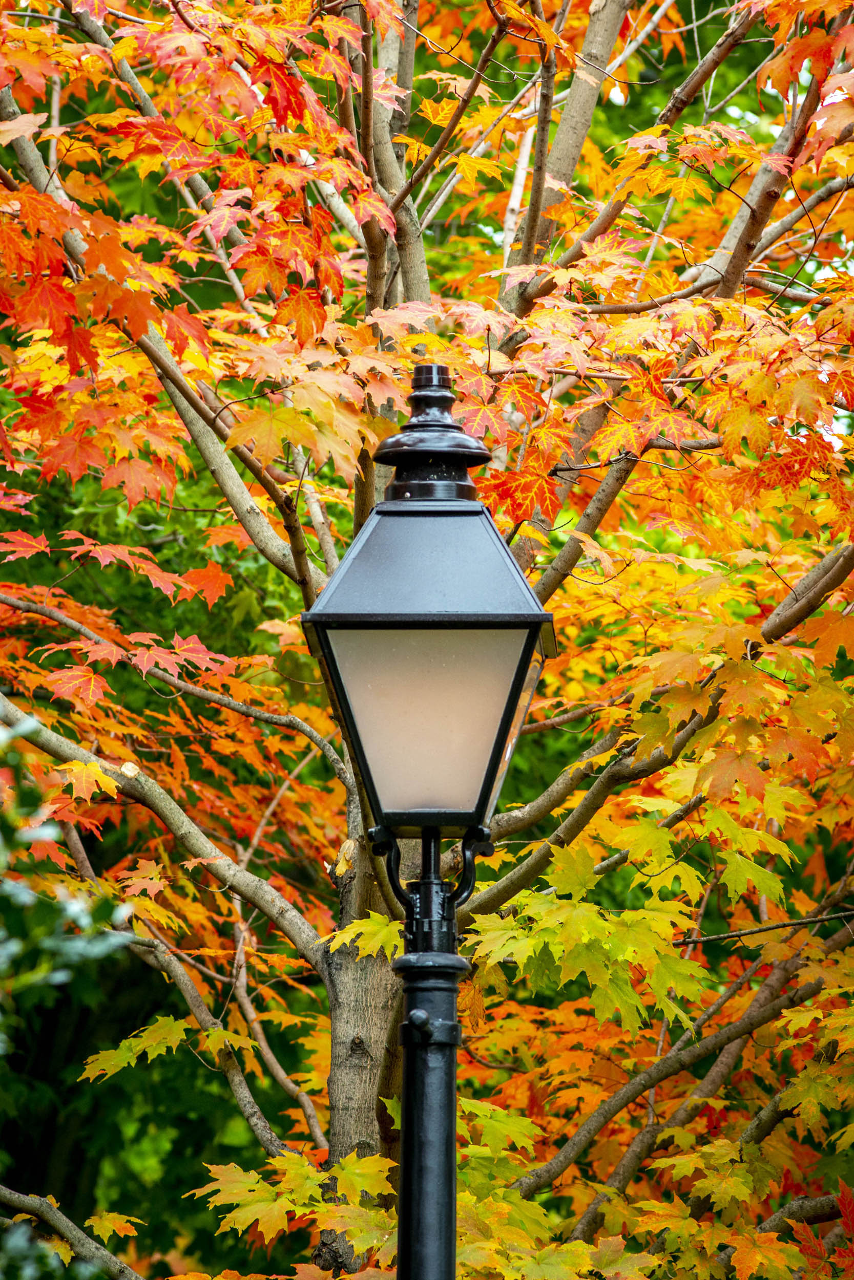 Capturing autumn’s beauty on Harvard’s historic campus — Harvard Gazette