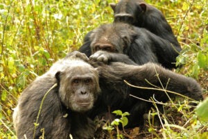 Group of chimps.