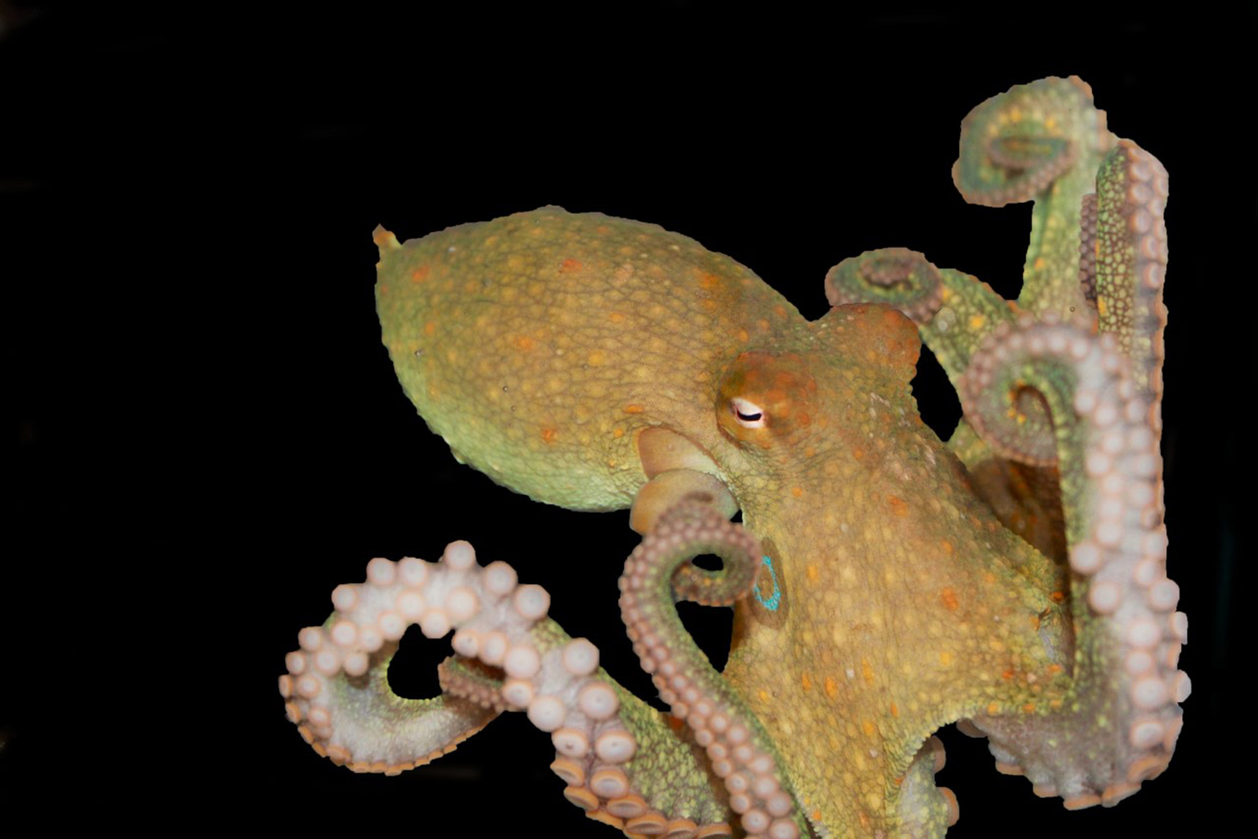 Octopus' suction cups hold its taste and touch sensors — Harvard