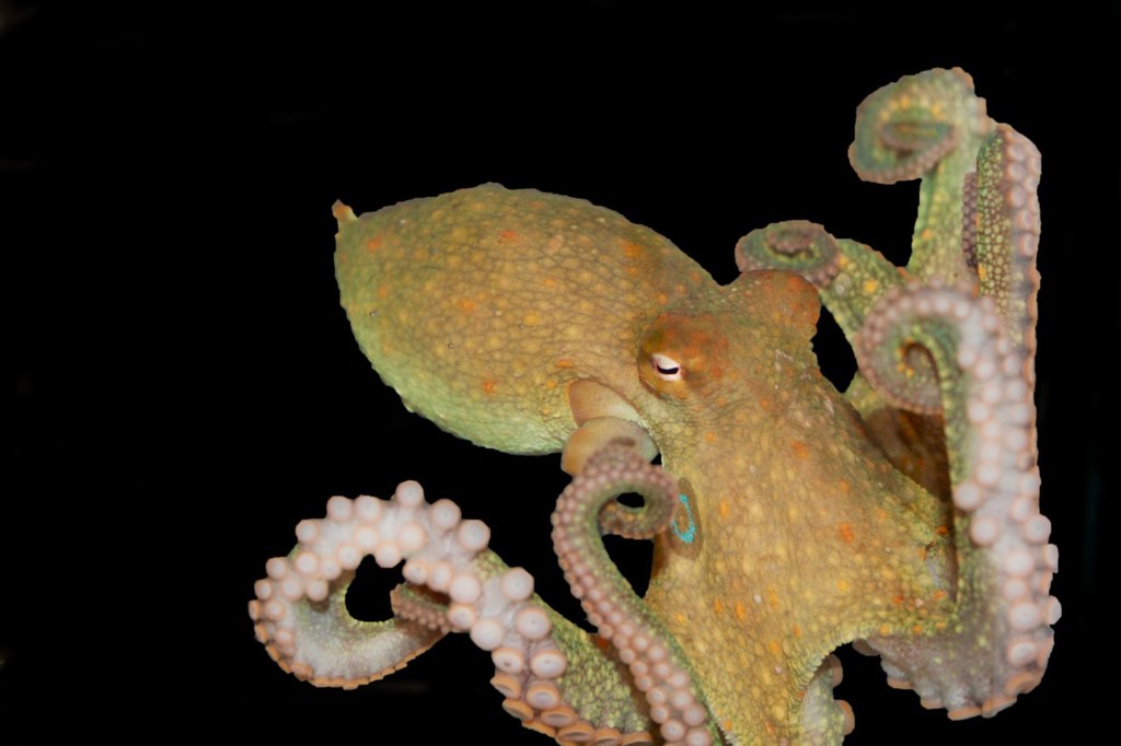 Octopus.