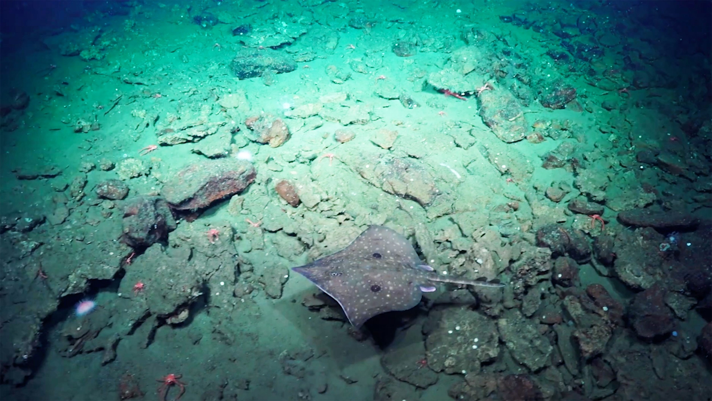 Harvard scientists determine early Earth may have been a water world ...