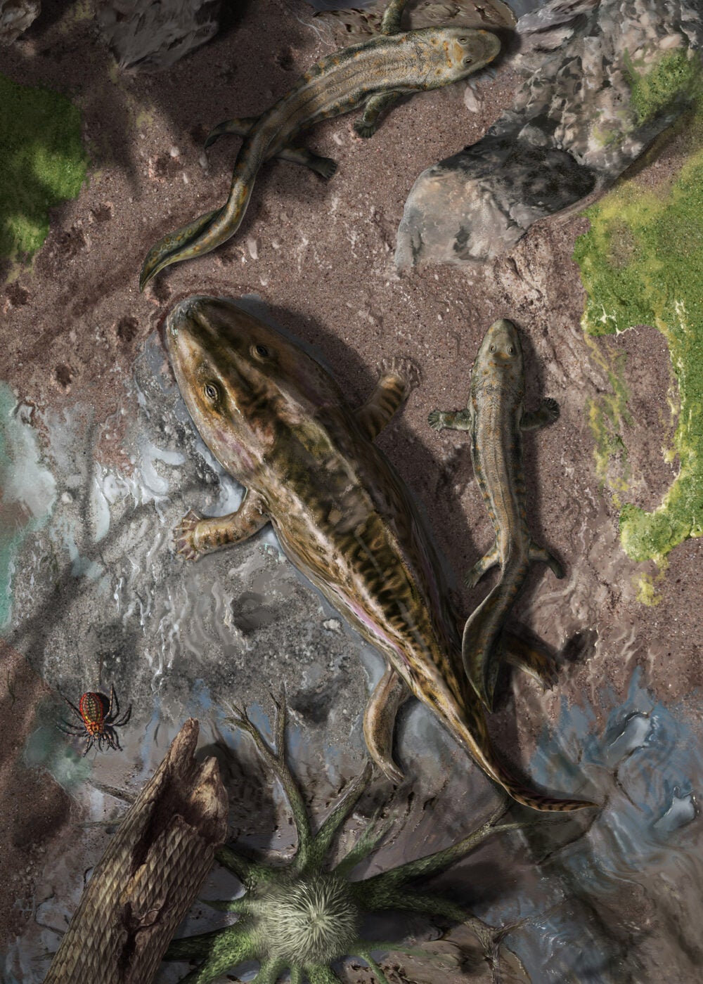 Two Late Devonian early tetrapods illustration.