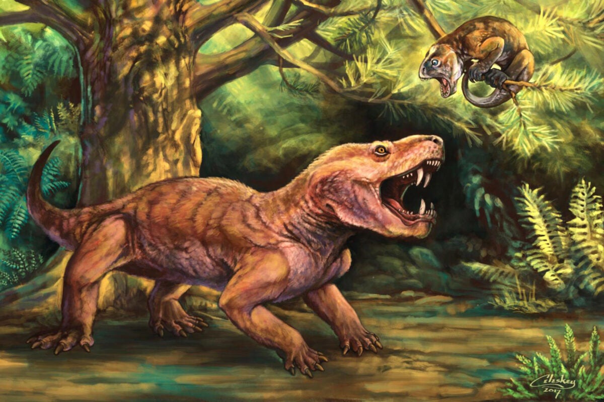 First saber-toothed animals had 5-inch canines – Harvard Gazette