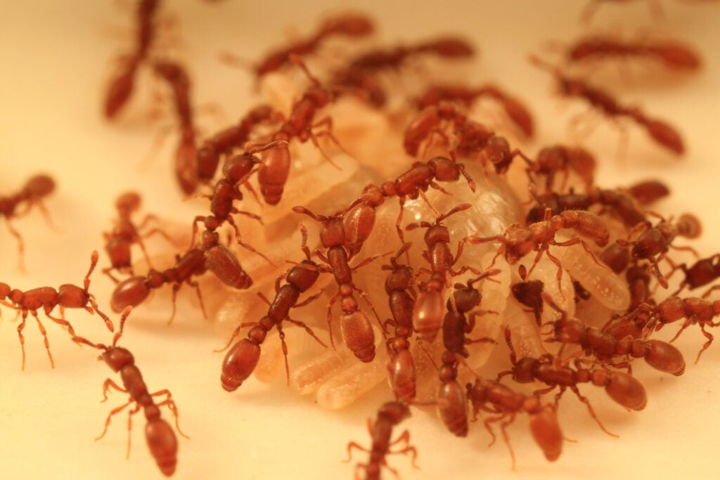 Ants.