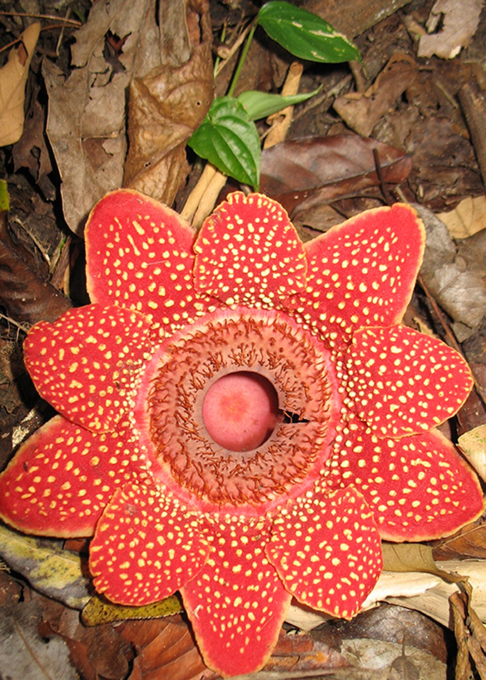 Sapria himalayana flower.