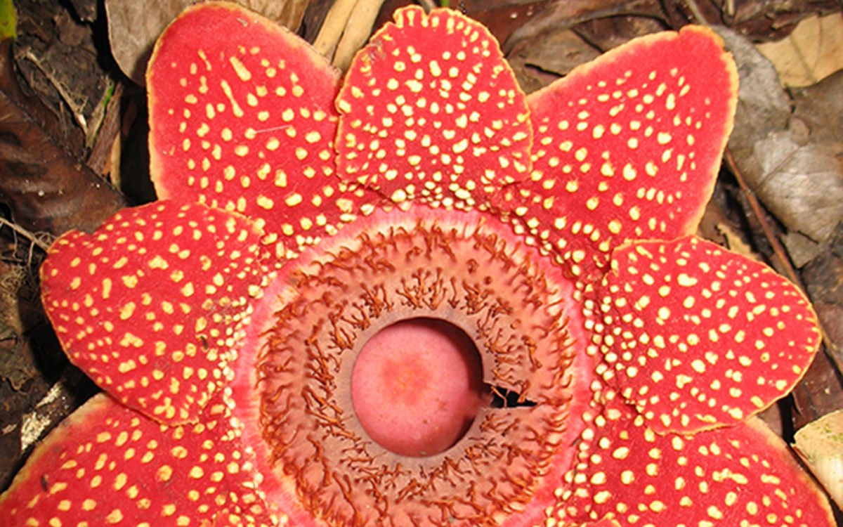 Sapria himalayana flower.