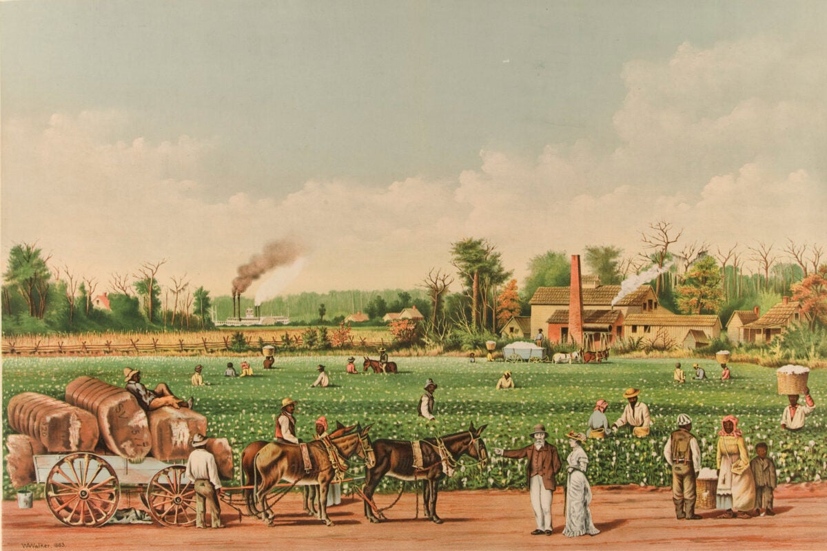 A Cotton Plantation on the Mississippi