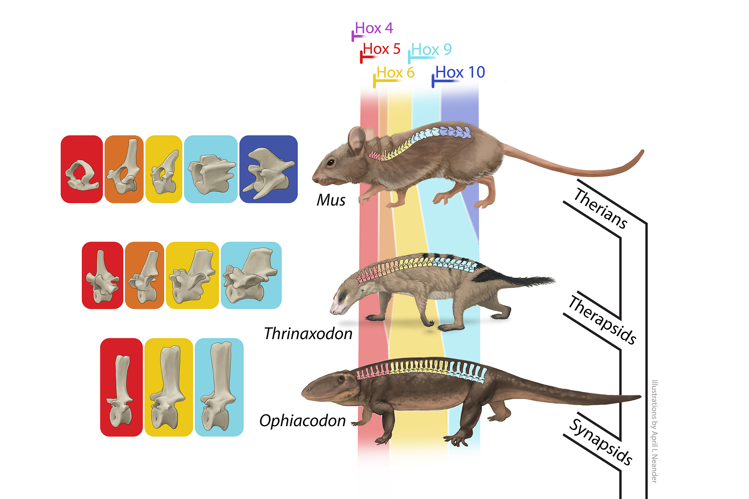 Challenging the lateral-to-sagittal shift in mammalian locomotion