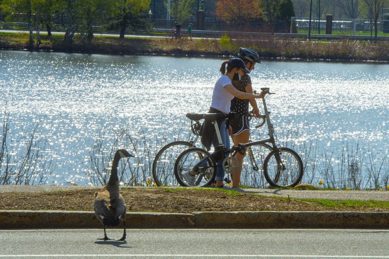 A goose watches two cyclists walking their bikes along the pathway between the Charles and Mem. Drive.
