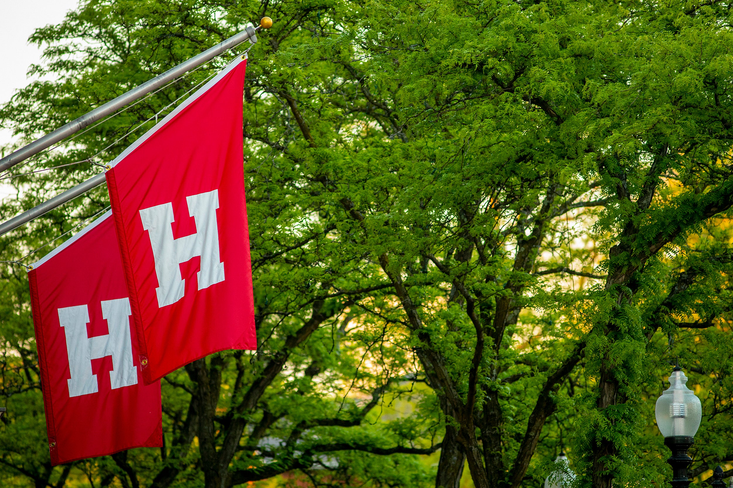 Harvard flags.