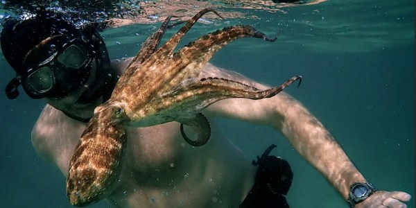 Diver Craig Foster with octopus from “My Octopus Teacher.”