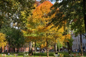 Harvard Yard in fall.