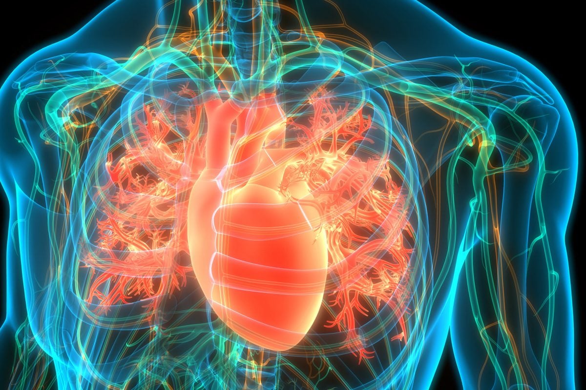 A 3D illustration concept of the human heart