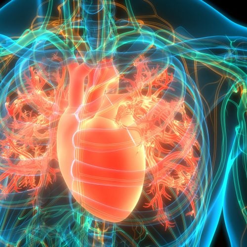 A 3D illustration concept of the human heart