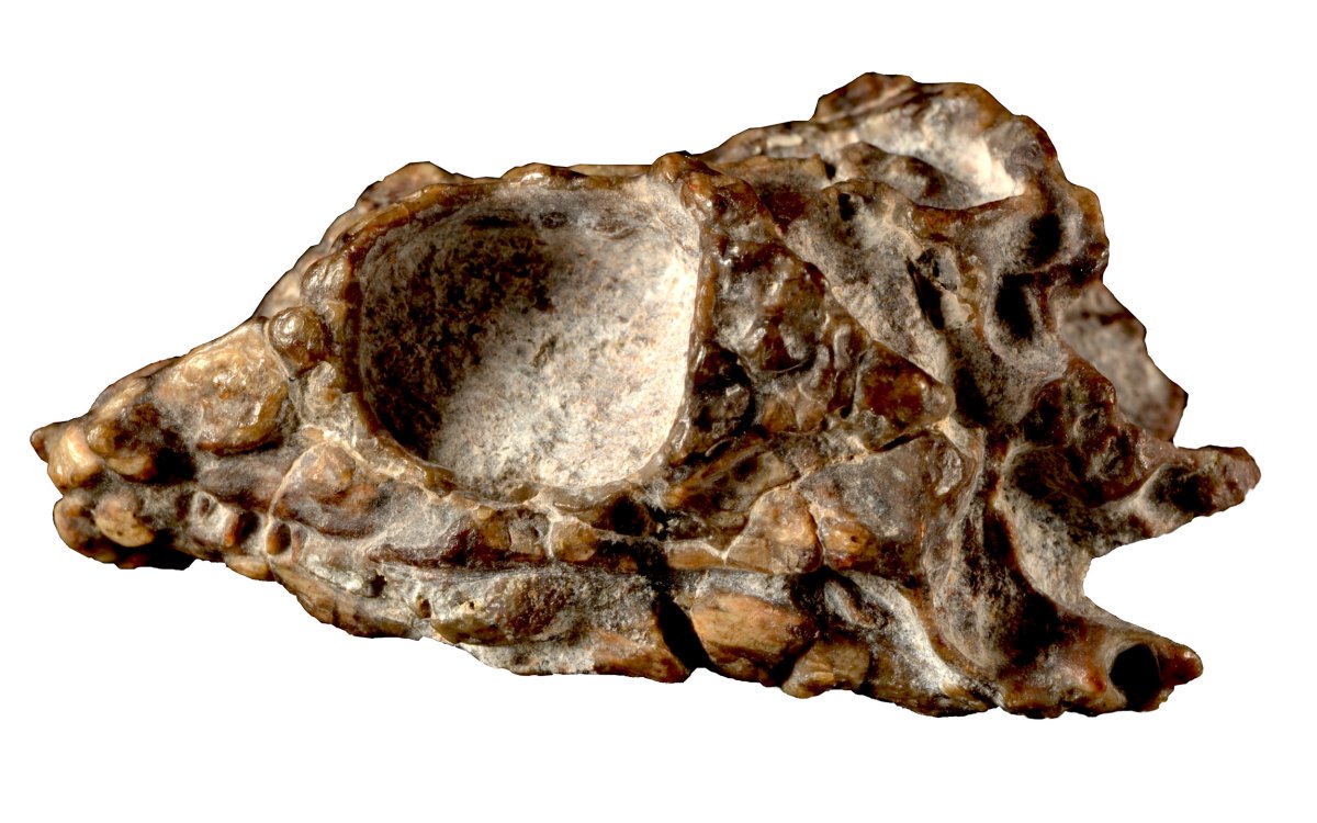 A 231-million-year-old reptile skull.