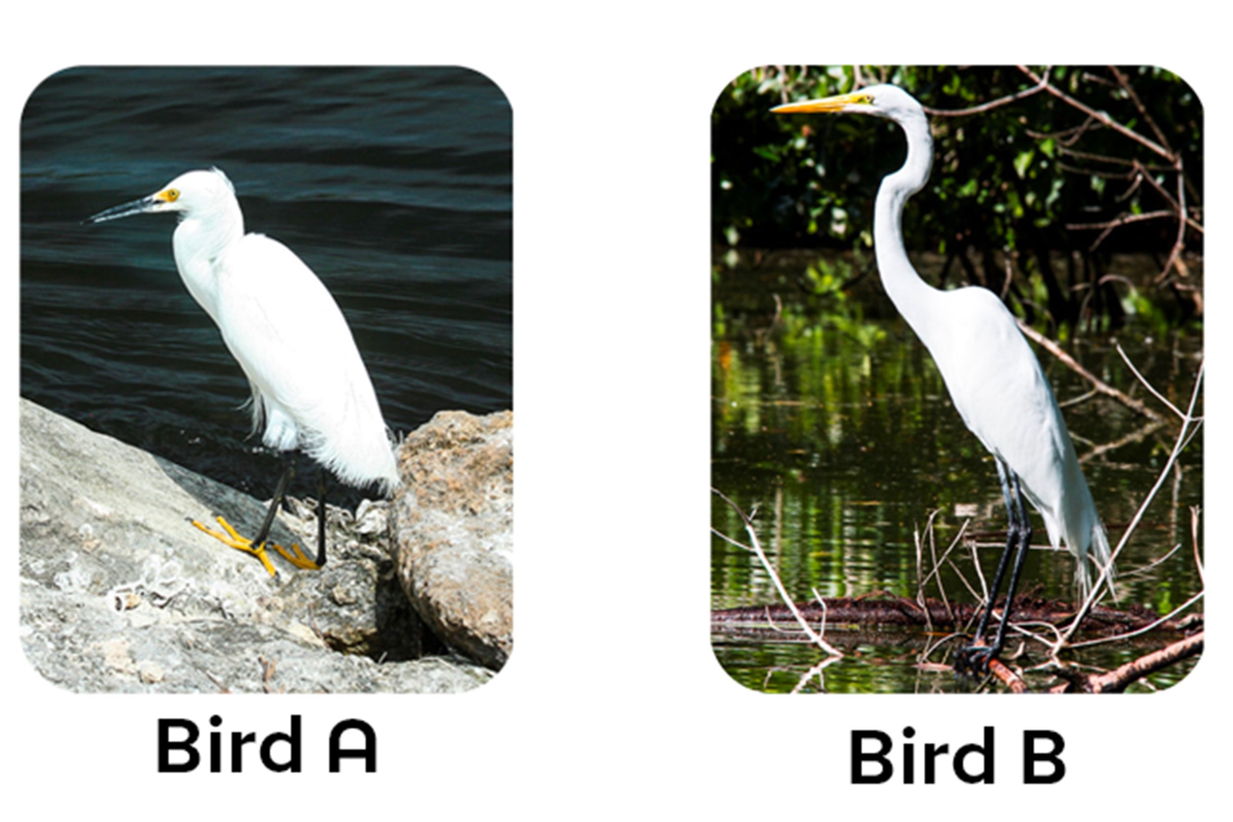 Egrets/