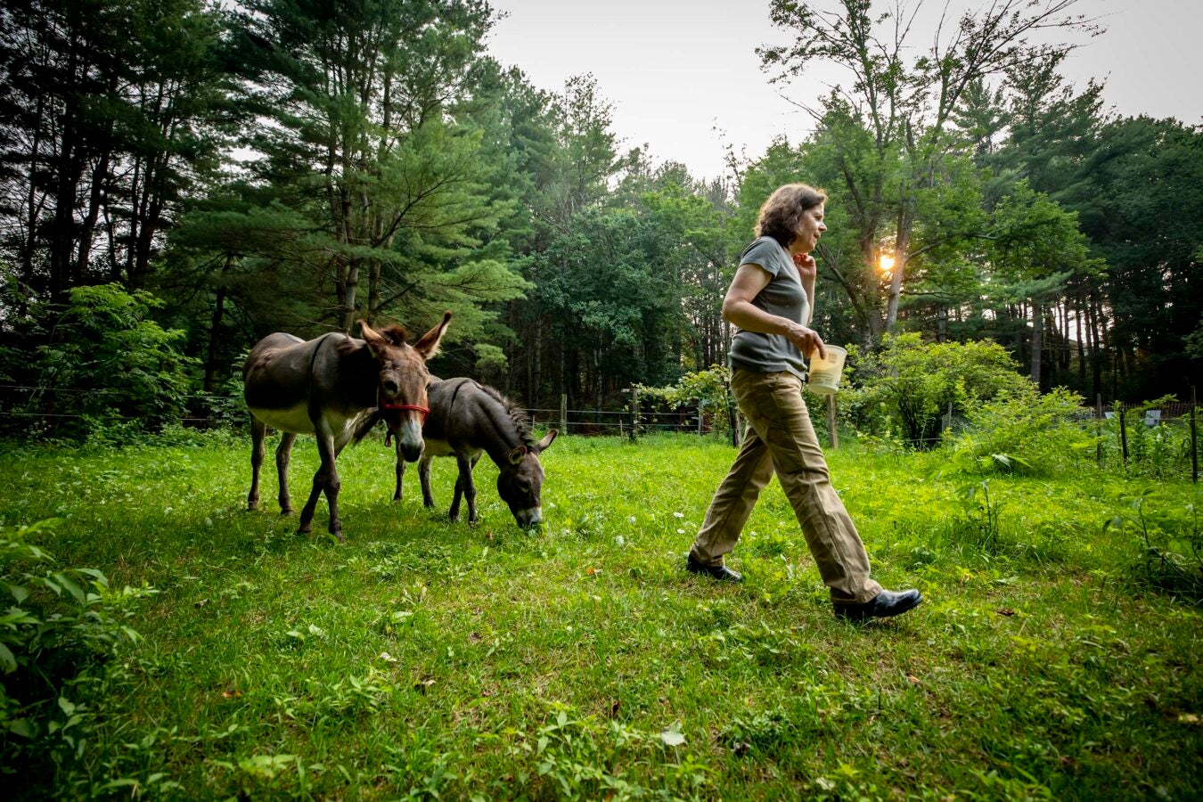 Julie Field walks her two donkeys Rosie and Peanut.