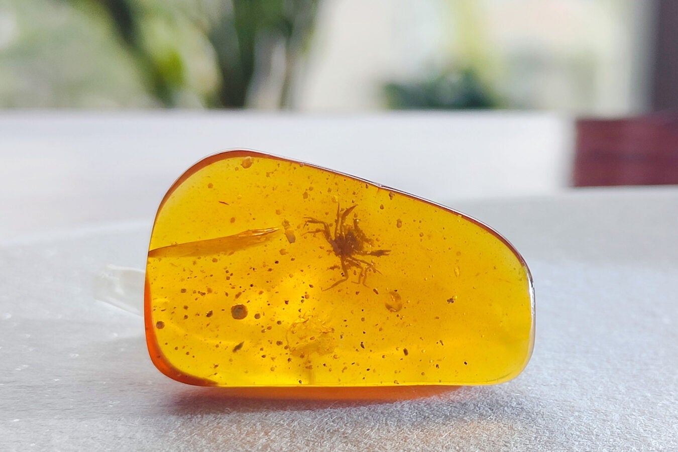 The first crab in amber from the dinosaur era.
