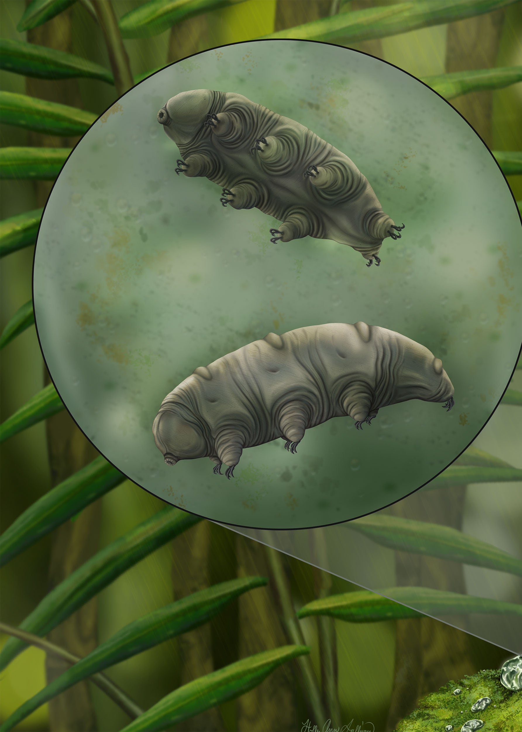 Big discovery of tiny rare tardigrade fossil – Harvard Gazette