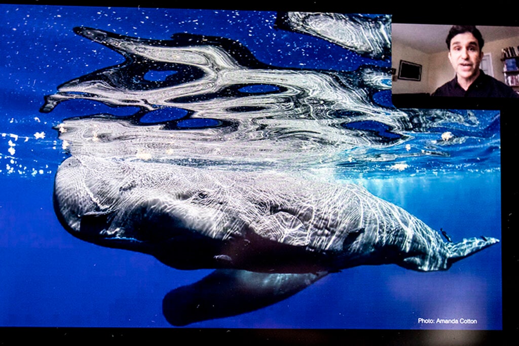 Whale image with David Gruber on Zoom.