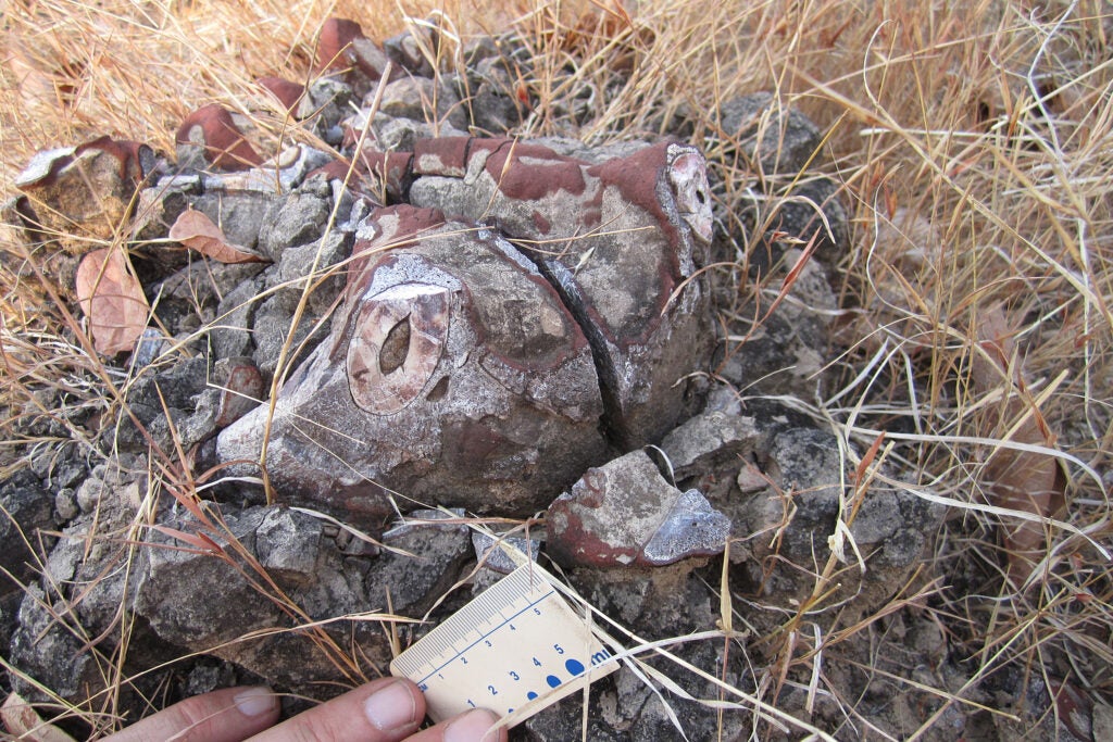 dicynodont skull.