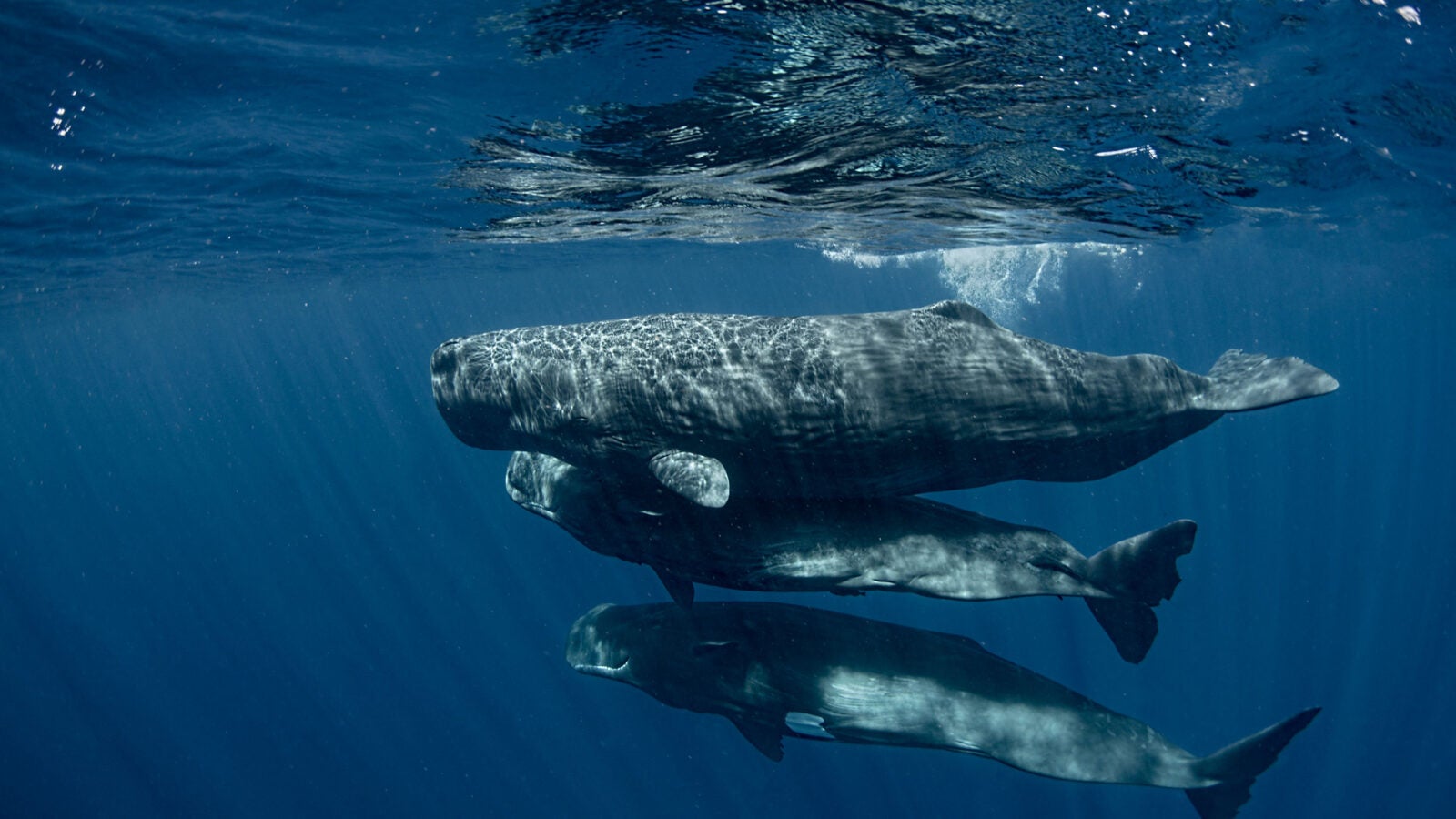 Former Radcliffe scholars study whale communication – Harvard Gazette