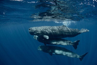 Three sperm whales.