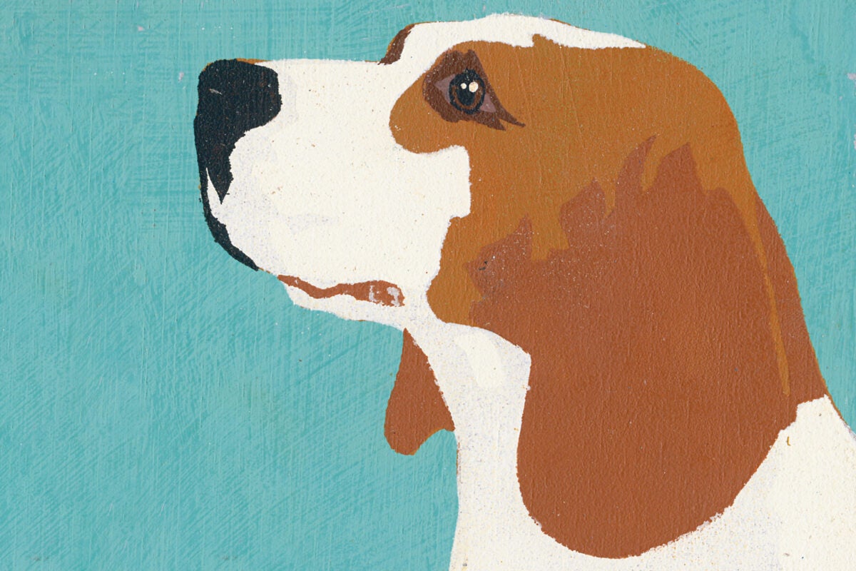Illustration of beagle.