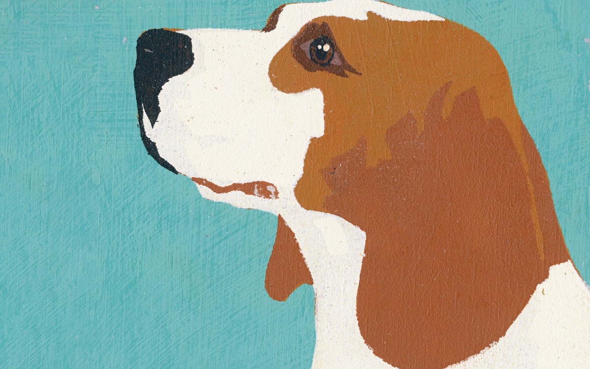 Illustration of beagle.