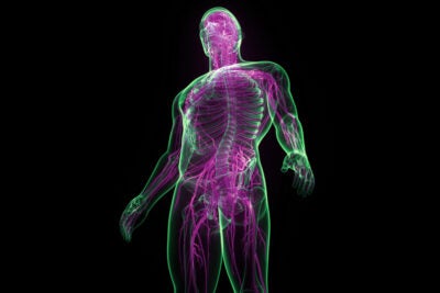 3D illustration of human nervous system.