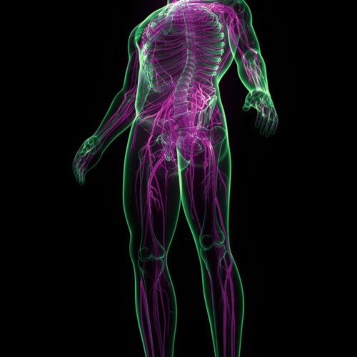3D illustration of human nervous system.