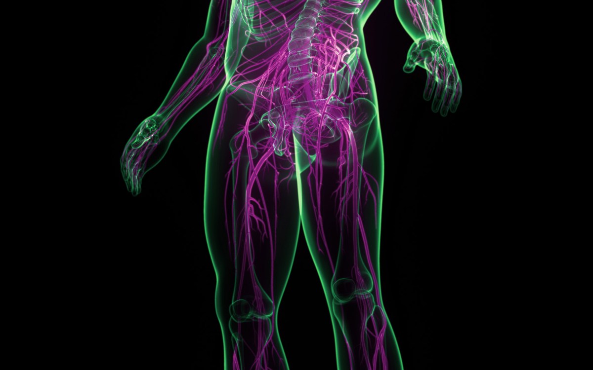 3D illustration of human nervous system.