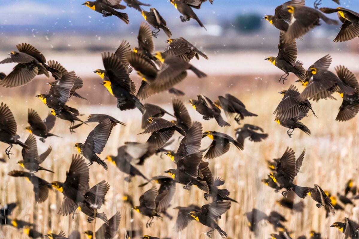 Flock of blackbirds.