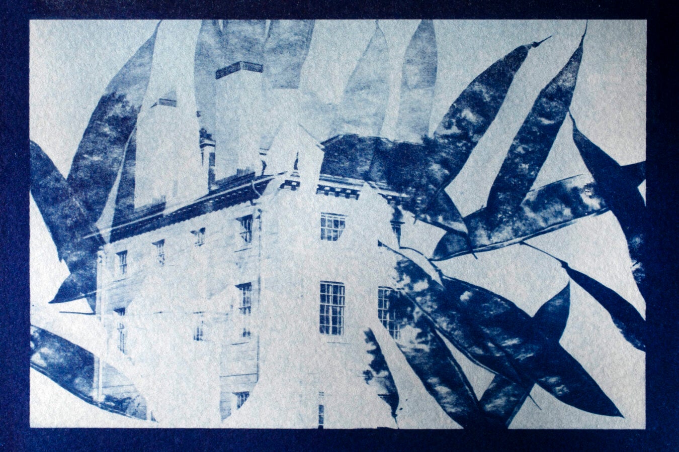 A cyanotype composites tree seed pods