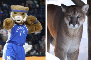 WIldcat mascot next to mountain lion.