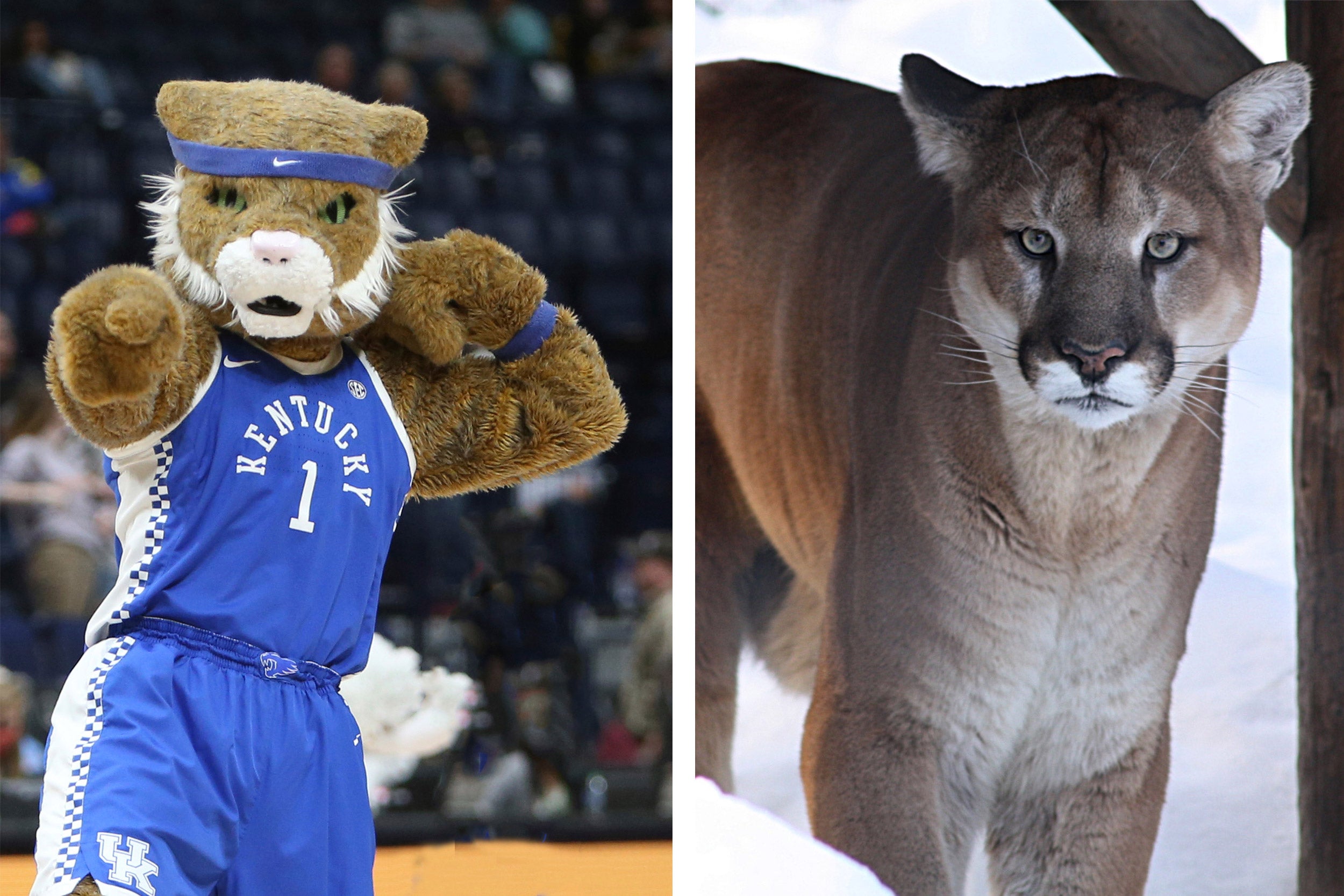 How much does your mascot head weigh?