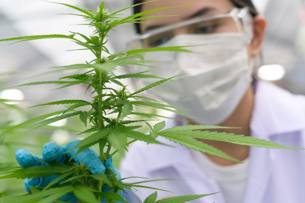 Close up of scientist with gloves and glasses examining cannabis sativa hemp plant